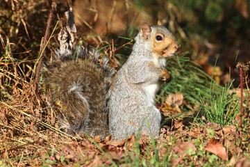 Gray Squirrel