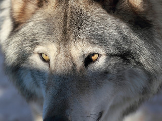 Obraz premium gros plan d un loup