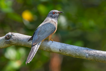 Male Plaintive Cuckoo(Cacomantis merulinus) catch on the branch