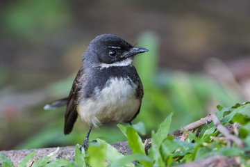 Portrait close up of Malaysian Pied Fantail