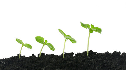 growing plants