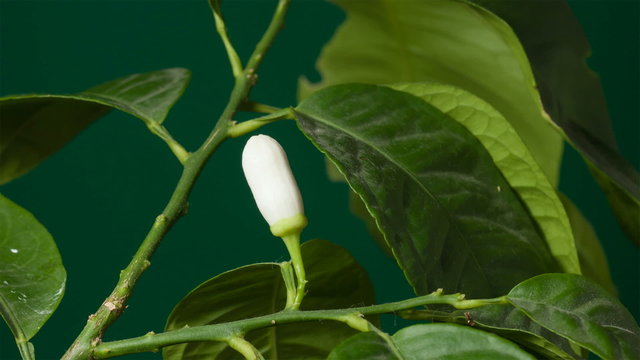 Blooming lemon tree, timelapse