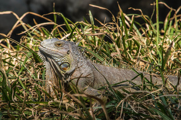 Iguana