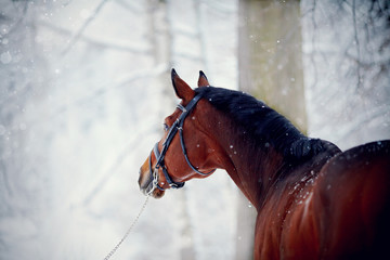 Portrait of a sports horse in the winter.