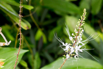The spring shoot white flowers.