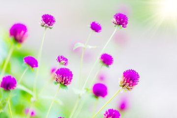 Fototapeta premium globe amaranth Flower
