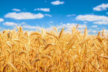 Gold wheat field and blue sky
