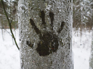 Fototapeta premium trace their hands on a tree in winter
