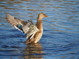 duck flaps its wings