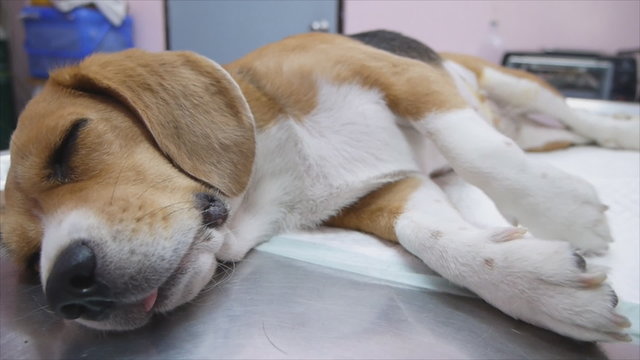 Female dog beagle still unconscious after operating castration