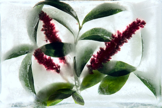 Frozen   flower of   knotgrass