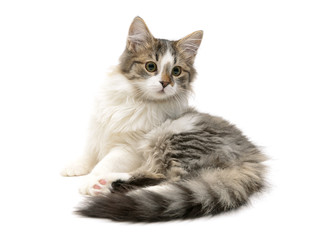 fluffy kitten sits on a white background close-up