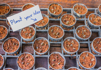 Young sunflower seedlings growing in a soil.