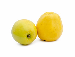 two yellow apple