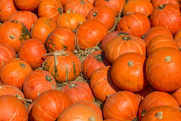 Division pumpkin placed in direct sunlight