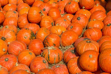 Division pumpkin placed in direct sunlight