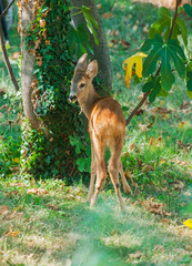 Deer in the garden.