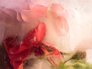 Frozen   flower of   geranium