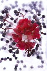 Frozen   flower of   geranium and berry