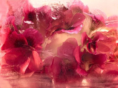 Frozen   flower of   geranium