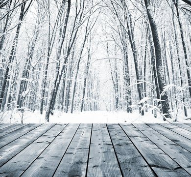 Fototapeta Forest