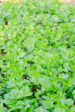Coriander Herb Leaves Detail