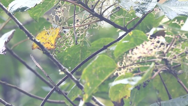 Orange-bellied Leafbird (Chloropsis hardwickii) in Thailand