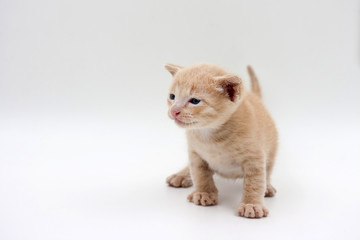 kitten on a white background