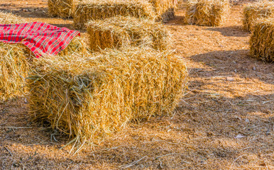 riding horse equipment