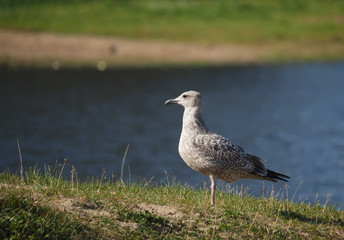 gulls on the lake