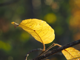  leaf