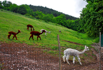 Fototapeta premium ALPACA SUL PRATO