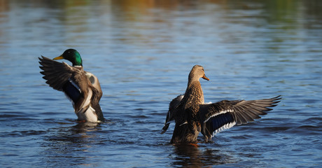 duck flaps its wings