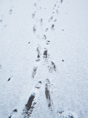 footprints in the snow