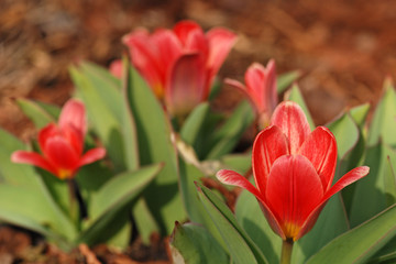Tulpen