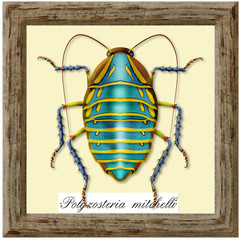 ecological collection, polyzosteria mitchelli