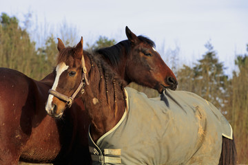 Pferd zieht an Decke © Nadine Haase