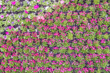 Various color flower background wall