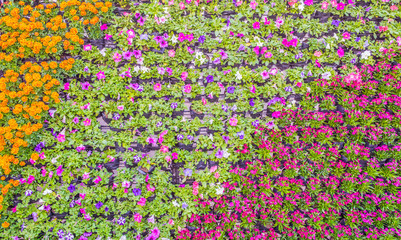 Various color flower background wall