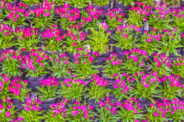 Obraz premium Various color flower background wall