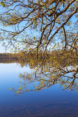 Obraz premium Greenery tree branches at a lake