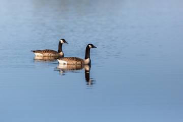 Canada Goose