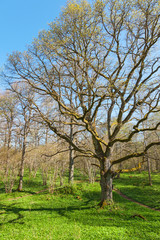 Fototapeta na wymiar Oak tree at spring forest