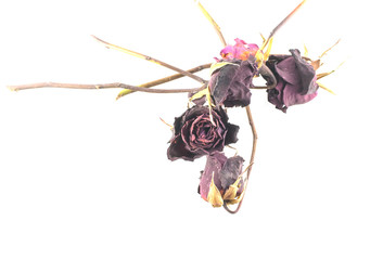 Dried Roses