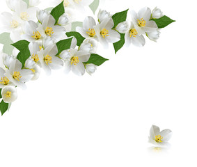 Fototapeta na wymiar flowers jasmine