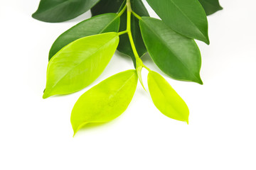 Fototapeta na wymiar green wet leaves isolated on white background