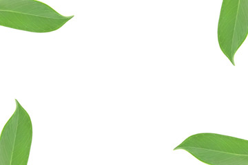 Fototapeta na wymiar Natural green leaf frame on white background