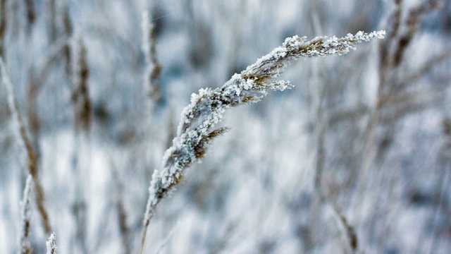 Ear of winter wheat swaying in the wind, close-up