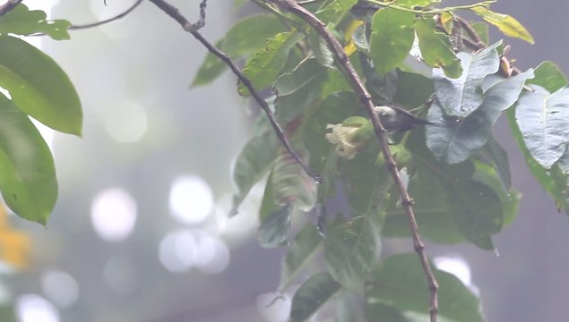 Orange-bellied Leafbird (Chloropsis hardwickii) in Thailand