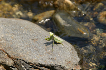 Green Praying Mantis (mantis Religiosa)